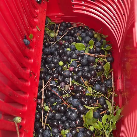 Villa Livotar Syoete