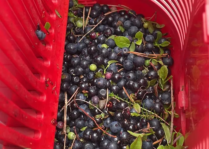 Villa Livotar Syoete